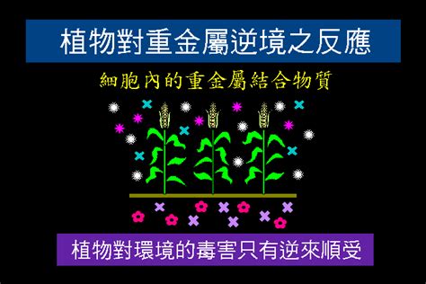 植物吸收重金屬|植物對重金屬逆境之反應